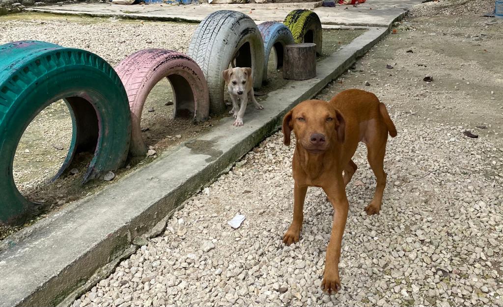 AYUNTAMIENTO DE OPB INVITA A LA 7ª JORNADA DE ADOPCIÓN CANINA ESTE 4 DE SEPTIEMBRE