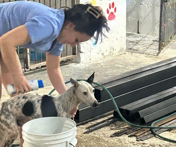 Gobierno de Othón P. Blanco rescata a cuatro perritos tras reporte de presunto maltrato animal