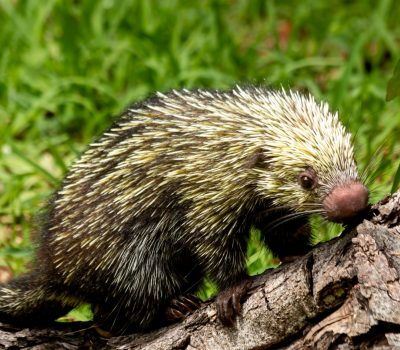 Realizan taller sobre manejo y atención de fauna silvestre en el Zoológico Payo Obispo.