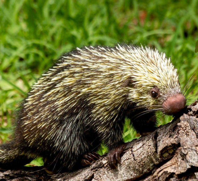 Realizan taller sobre manejo y atención de fauna silvestre en el Zoológico Payo Obispo.