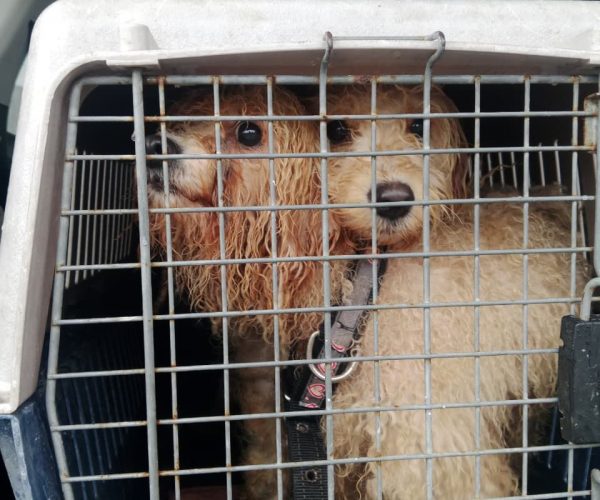 Rescata Ayuntamiento de Othón P. Blanco a dos perritas en situación de maltrato; iniciarán procesos legales contra quien resulte responsable.