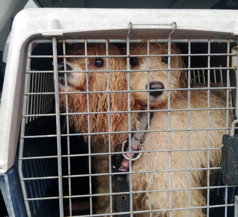 Rescata Ayuntamiento de Othón P. Blanco a dos perritas en situación de maltrato; iniciarán procesos legales contra quien resulte responsable.