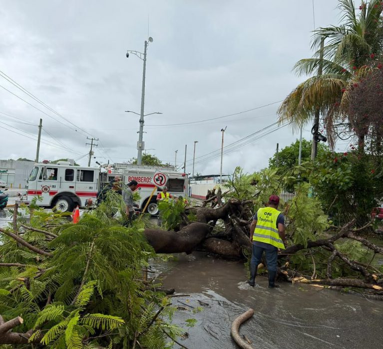 Atiende Ayuntamiento de Othón P. Blanco reporte de árbol caído tras lluvias.