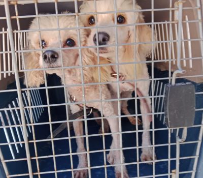 Invita Gobierno Municipal a adoptar y brindar un hogar a animales de compañía rescatados.