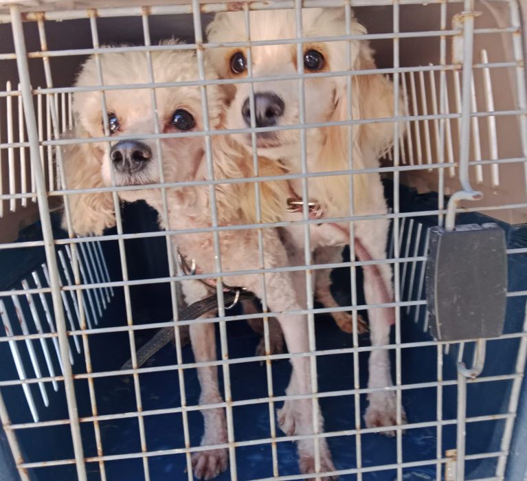 Invita Gobierno Municipal a adoptar y brindar un hogar a animales de compañía rescatados.