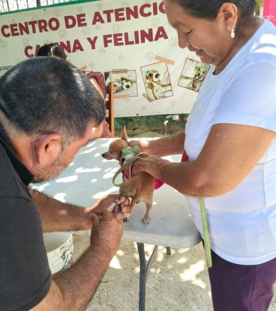 Más de 300 mascotas fueron vacunadas en Chetumal durante el primer fin de semana de la campaña antirrábica permanente