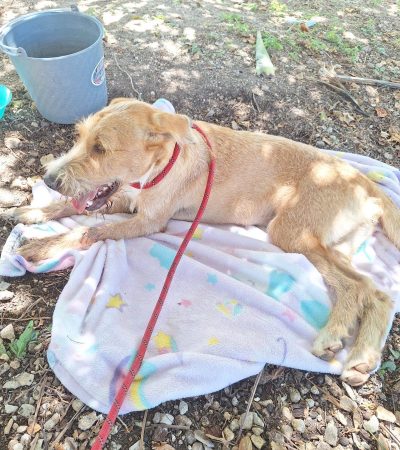Atiende Ayuntamiento de Othón P. Blanco reporte ciudadano y auxilia a canino en Calderitas.