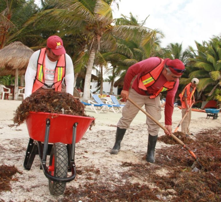 AYUNTAMIENTO DE LA TRANSFORMACIÓN REALIZA BRIGADA DE ATENCIÓN OPORTUNA AL SARGAZO EN MAHAHUAL.