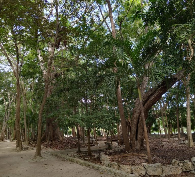 AYUNTAMIENTO DE OPB TRABAJA EN DIVERSOS PROYECTOS Y ACCIONES PARA EL CUIDADO DEL AMBIENTE