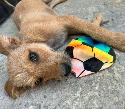 Refuerzan campaña de adopción responsable en Chetumal