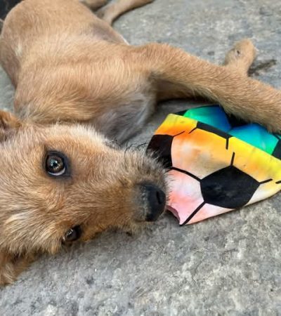 Refuerzan campaña de adopción responsable en Chetumal