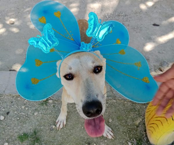 Municipio de Othón P. Blanco promueve campaña de adopción responsable de mascotas