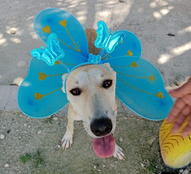 Municipio de Othón P. Blanco promueve campaña de adopción responsable de mascotas