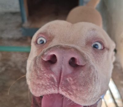 Servicio a la comunidad