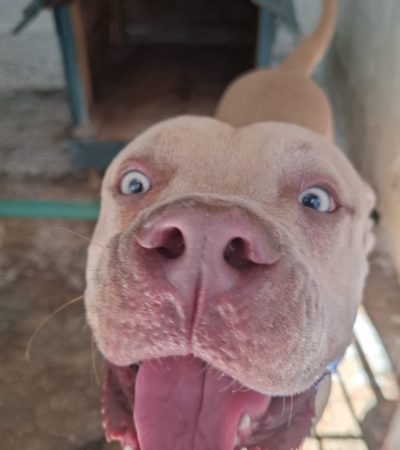 Servicio a la comunidad