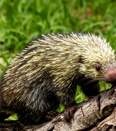 Realizan taller sobre manejo y atención de fauna silvestre en el Zoológico Payo Obispo.