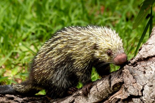 Realizan taller sobre manejo y atención de fauna silvestre en el Zoológico Payo Obispo.