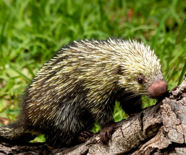 Realizan taller sobre manejo y atención de fauna silvestre en el Zoológico Payo Obispo.