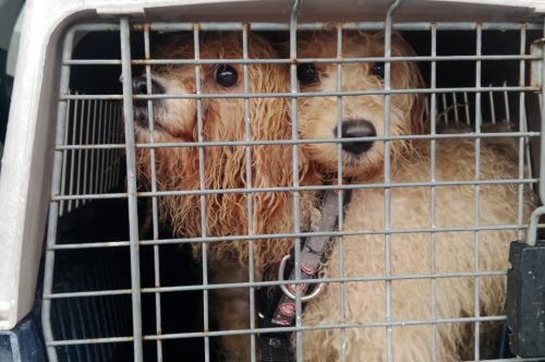 Rescata Ayuntamiento de Othón P. Blanco a dos perritas en situación de maltrato; iniciarán procesos legales contra quien resulte responsable.