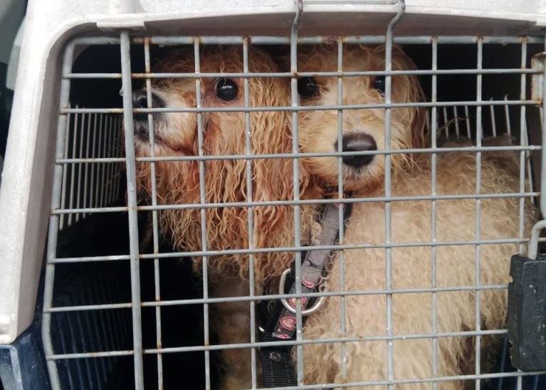 Rescata Ayuntamiento de Othón P. Blanco a dos perritas en situación de maltrato; iniciarán procesos legales contra quien resulte responsable.