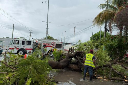 Atiende Ayuntamiento de Othón P. Blanco reporte de árbol caído tras lluvias.