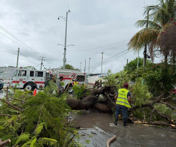 Atiende Ayuntamiento de Othón P. Blanco reporte de árbol caído tras lluvias.