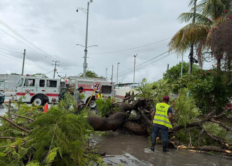 Atiende Ayuntamiento de Othón P. Blanco reporte de árbol caído tras lluvias.