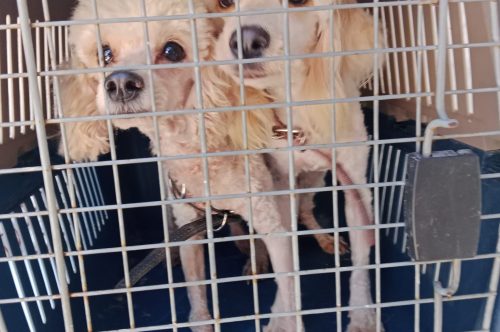 Invita Gobierno Municipal a adoptar y brindar un hogar a animales de compañía rescatados.