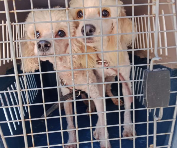 Invita Gobierno Municipal a adoptar y brindar un hogar a animales de compañía rescatados.