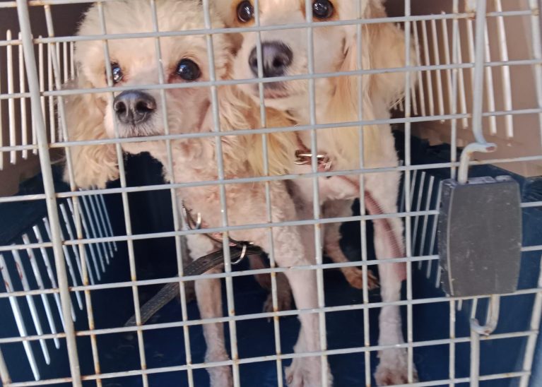 Invita Gobierno Municipal a adoptar y brindar un hogar a animales de compañía rescatados.