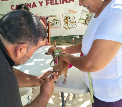 Más de 300 mascotas fueron vacunadas en Chetumal durante el primer fin de semana de la campaña antirrábica permanente