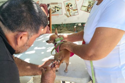 Más de 300 mascotas fueron vacunadas en Chetumal durante el primer fin de semana de la campaña antirrábica permanente