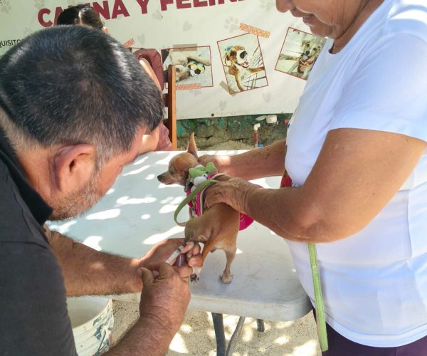 Más de 300 mascotas fueron vacunadas en Chetumal durante el primer fin de semana de la campaña antirrábica permanente