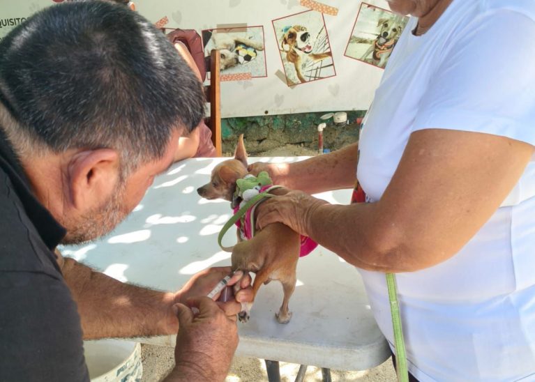 Más de 300 mascotas fueron vacunadas en Chetumal durante el primer fin de semana de la campaña antirrábica permanente