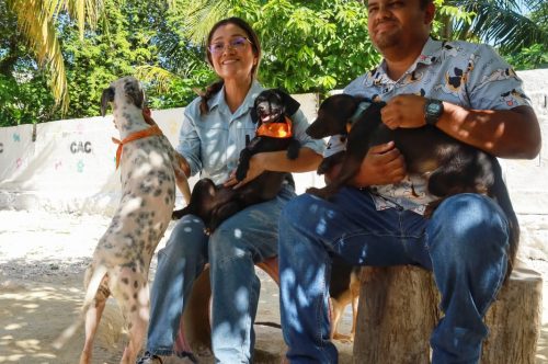 En el Día Mundial del Perro, llaman a la adopción responsable y anuncian esterilizaciones a bajo costo en Othón P. Blanco.
