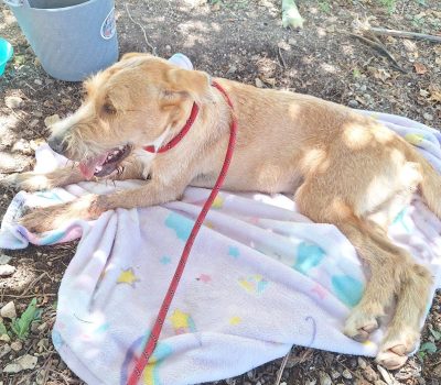 Atiende Ayuntamiento de Othón P. Blanco reporte ciudadano y auxilia a canino en Calderitas.
