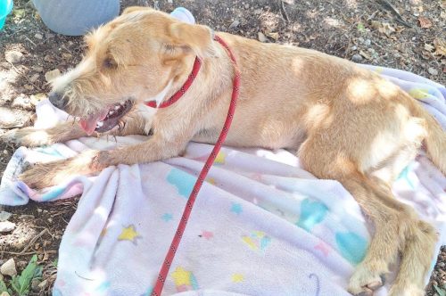 Atiende Ayuntamiento de Othón P. Blanco reporte ciudadano y auxilia a canino en Calderitas.