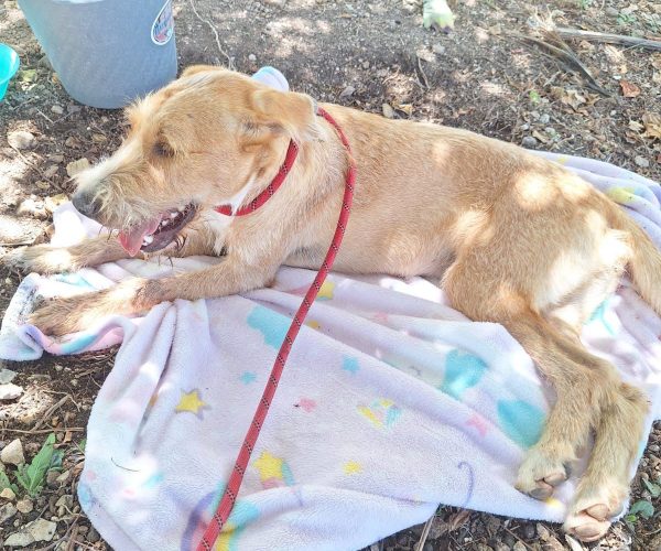 Atiende Ayuntamiento de Othón P. Blanco reporte ciudadano y auxilia a canino en Calderitas.